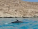 Observer les dauphins en juillet dans les Cyclades : Est-ce possible et où ?