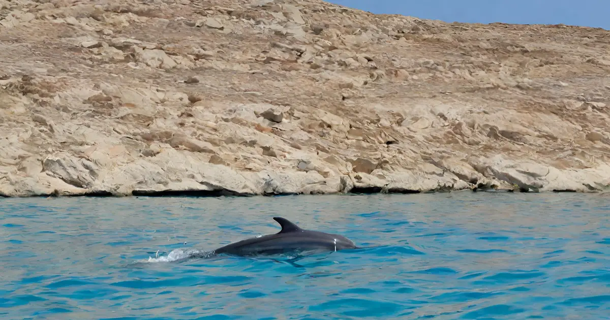 Observer les dauphins en juillet dans les Cyclades : Est-ce possible et où ?