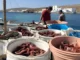 À la recherche des pêcheurs de poulpe dans les Cyclades