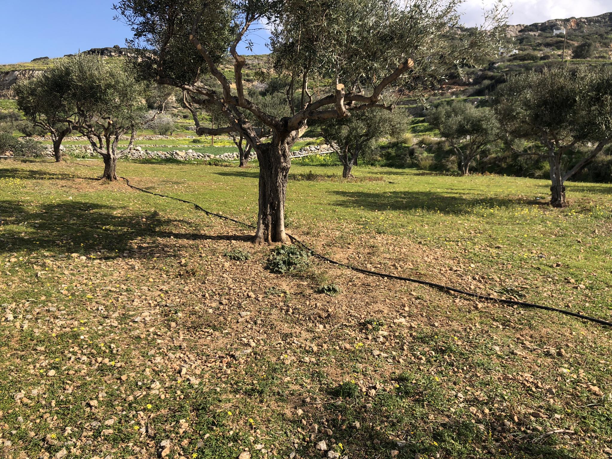 Cours de cuisine à Perivoli Naxian Farm Experience, Naxos